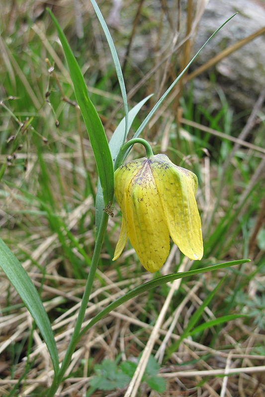 Image of Fritillaria ophioglossifolia specimen.