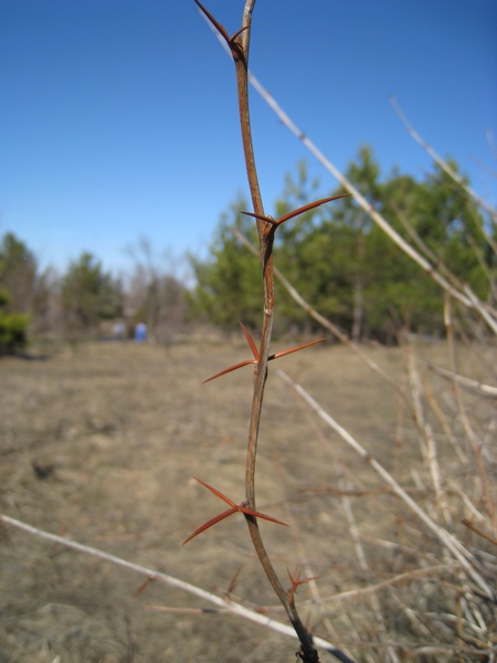 Image of Berberis vulgaris specimen.