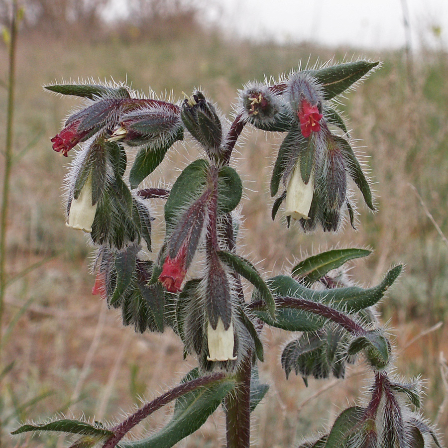 Image of Onosma iricolor specimen.