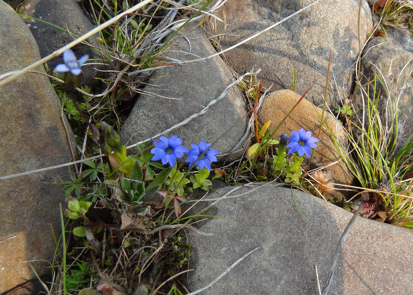 Image of Gentiana prostrata specimen.