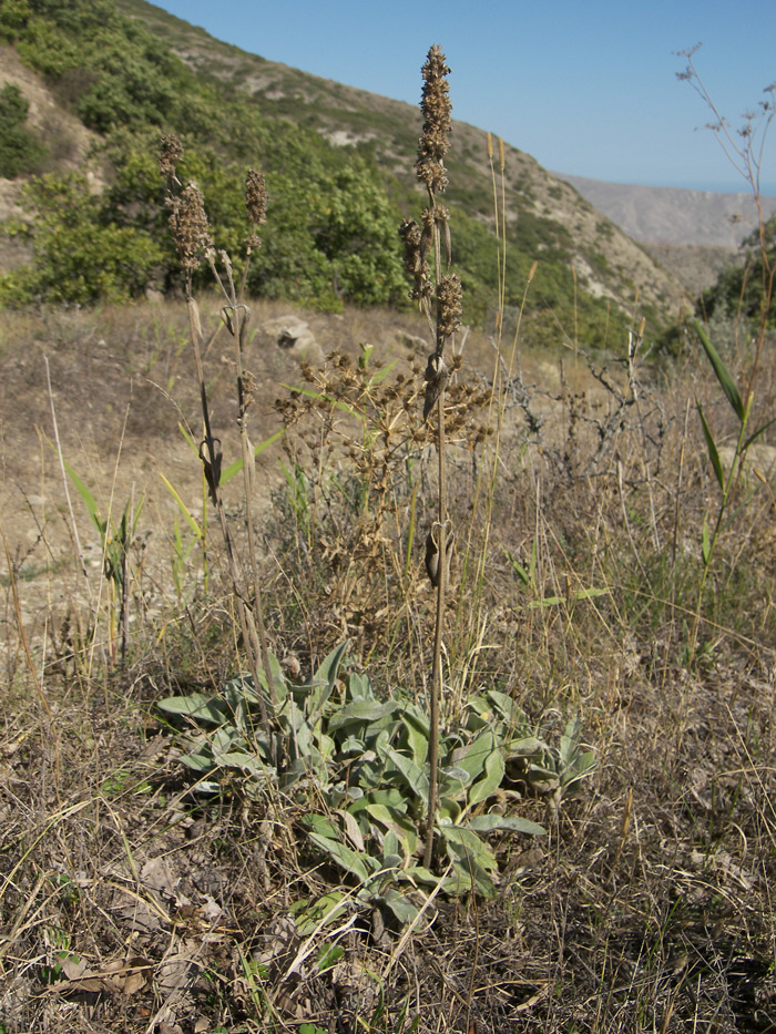 Изображение особи род Stachys.