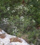 Scaligeria napiformis. Цветущее растение. Israel, Mount Carmel. Апрель 2008 г.