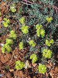 Euphorbia petrophila. Цветущее растение. Крым, степь в окр. Севастополя. 4 мая 2009 г.