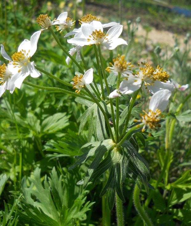 Image of Anemonastrum fasciculatum specimen.