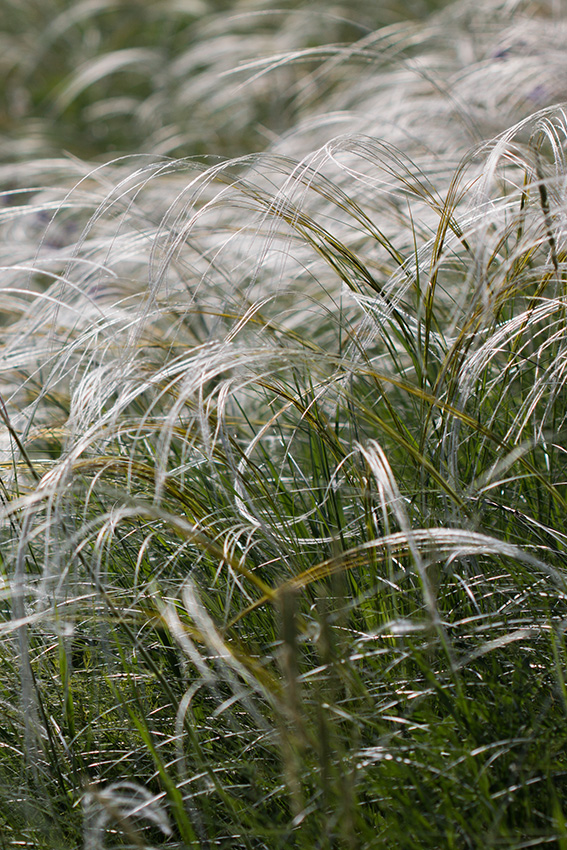 Image of Stipa lessingiana specimen.