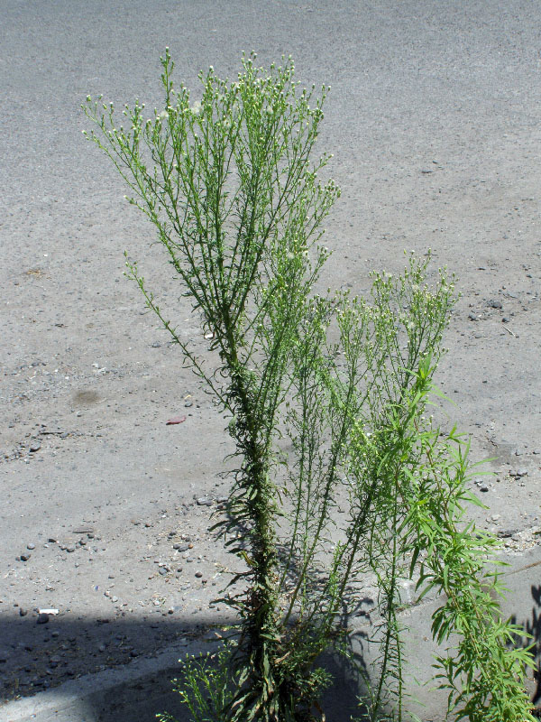 Image of Conyza canadensis specimen.