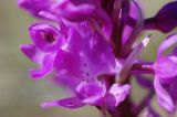 Смотреть изображение Orchis mascula