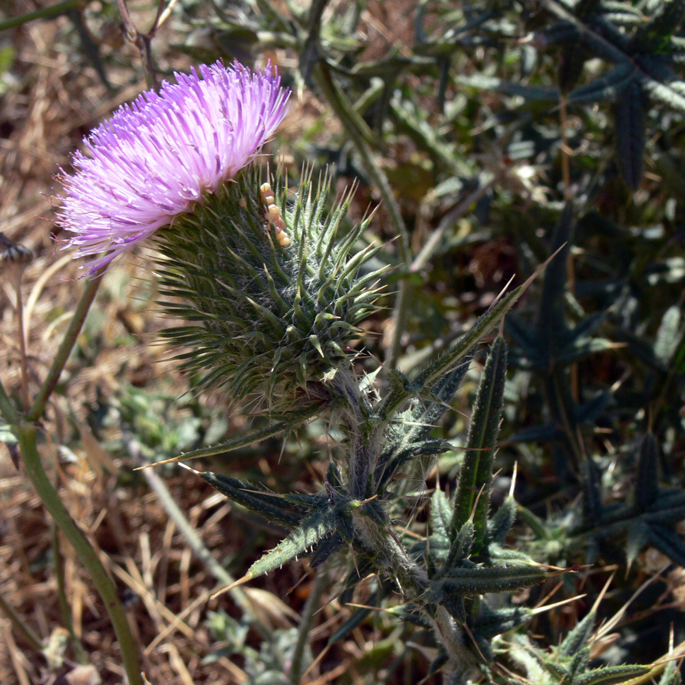 Image of Cirsium vulgare specimen.