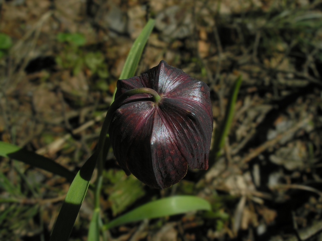 Image of Fritillaria meleagris specimen.