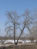 genus Populus. Взрослые деревья. Украина, г. Запорожье, район Гребного канала. 10.03.2012.