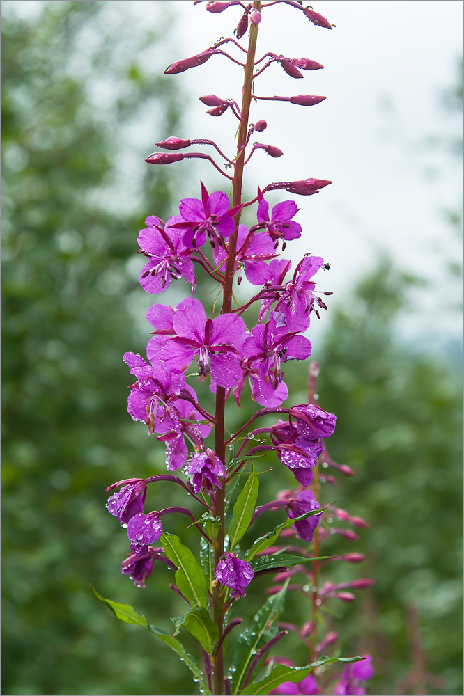 Image of Chamaenerion angustifolium specimen.