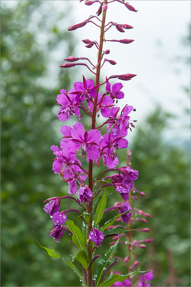 Image of Chamaenerion angustifolium specimen.