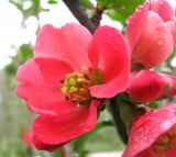 Смотреть изображение Chaenomeles japonica