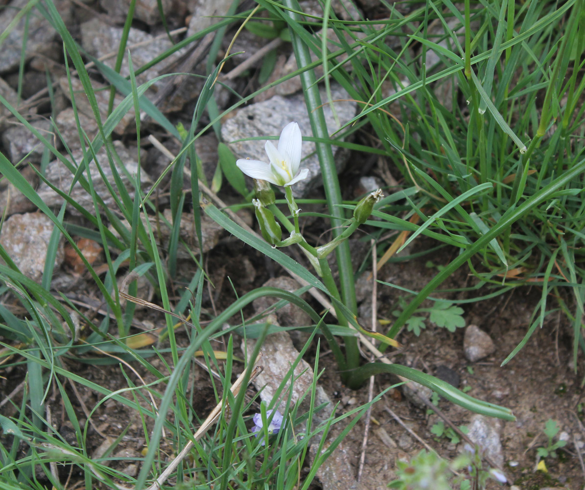 Изображение особи Ornithogalum balansae.