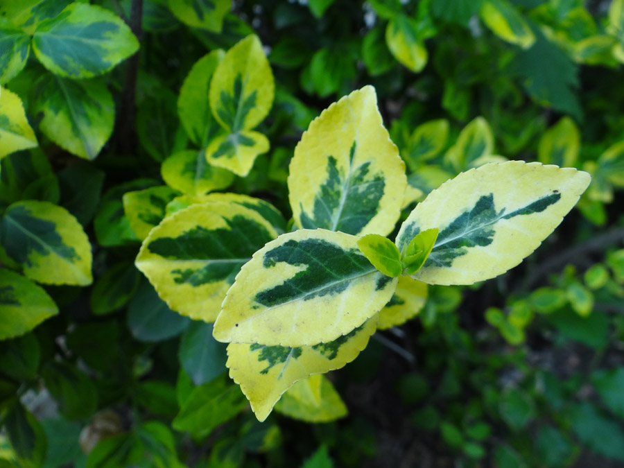 Изображение особи Euonymus fortunei.