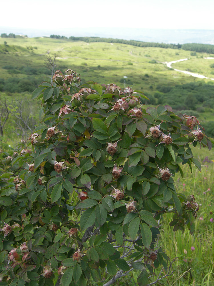 Image of Rosa corymbifera specimen.