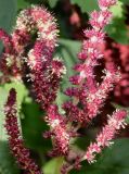 Amaranthus tricolor. Соцветие. Германия, г. Krefeld, Ботанический сад. 06.08.2013.