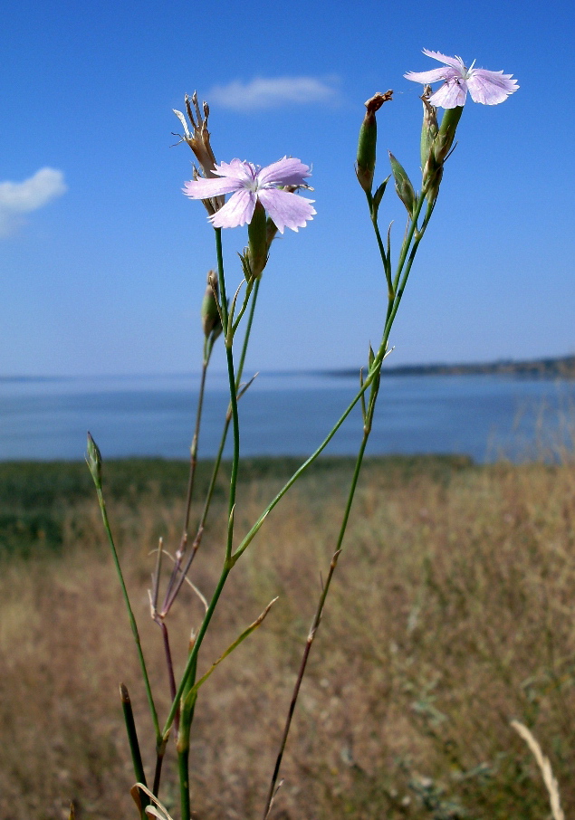 Image of Dianthus pallens specimen.