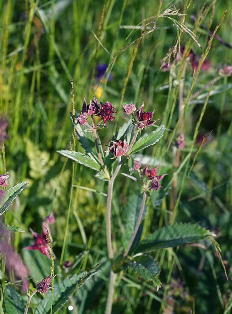 Image of Comarum palustre specimen.