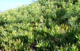 Carpobrotus acinaciformis. Вегетирующие растения в сообществе с цветущим Crithmum maritimum на каменистом берегу моря. Франция, Бретань, Киберон, берег Бискайского залива. 25.07.2013.