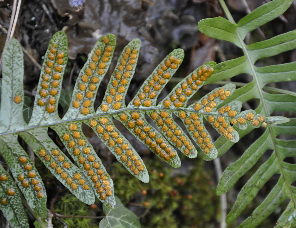 Image of Polypodium vulgare specimen.