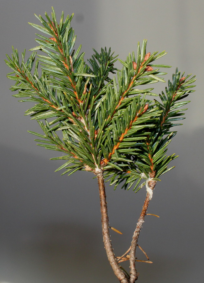 Изображение особи Picea abies.