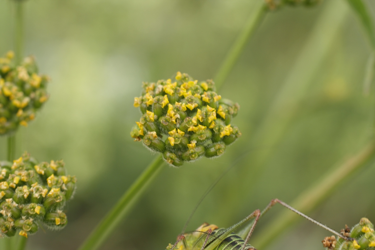 Изображение особи Pastinaca pimpinellifolia.