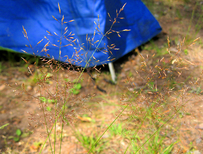 Image of Agrostis tenuis specimen.