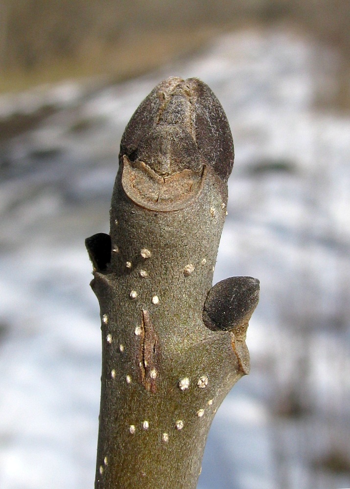 Image of Fraxinus excelsior specimen.