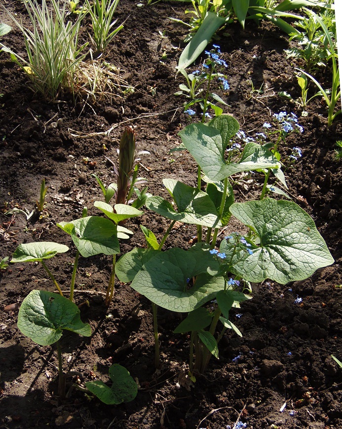 Image of Brunnera sibirica specimen.