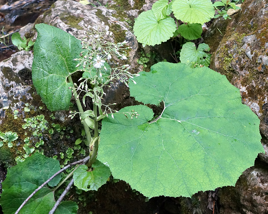 Image of Petasites albus specimen.