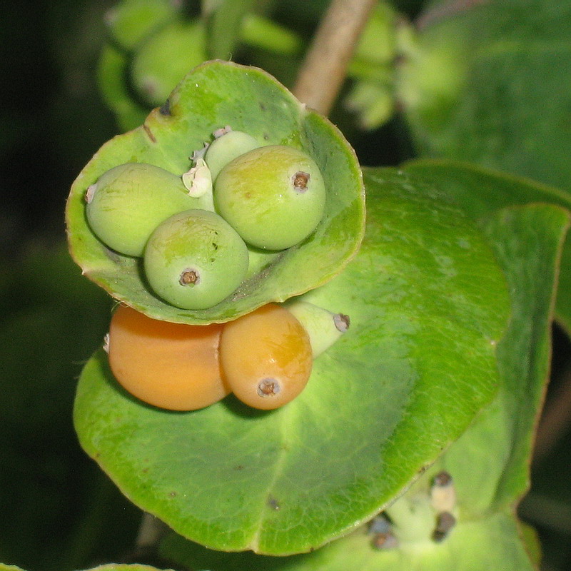 Изображение особи Lonicera caprifolium.