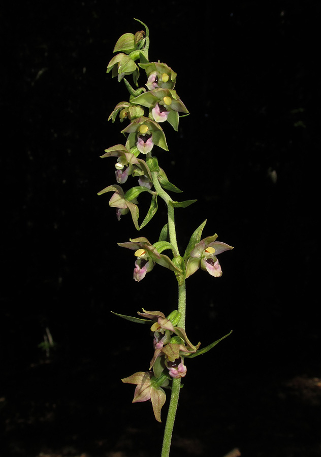 Изображение особи Epipactis helleborine.