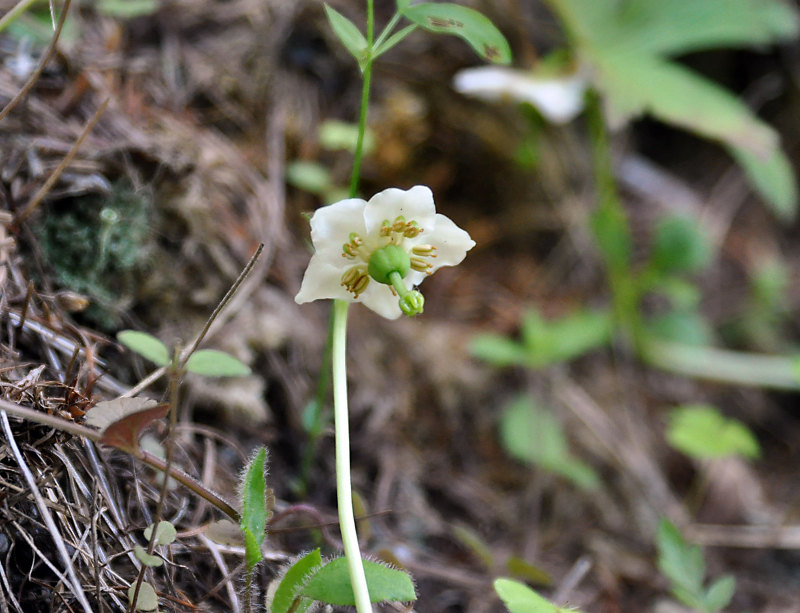 Image of Moneses uniflora specimen.