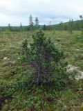 Pinus friesiana. Многоствольное растение с шишками в кустарничковой лесотундре. Кольский п-ов, окр. пгт Росляково, берег губы Грязная Кольского залива. 09.08.2014.