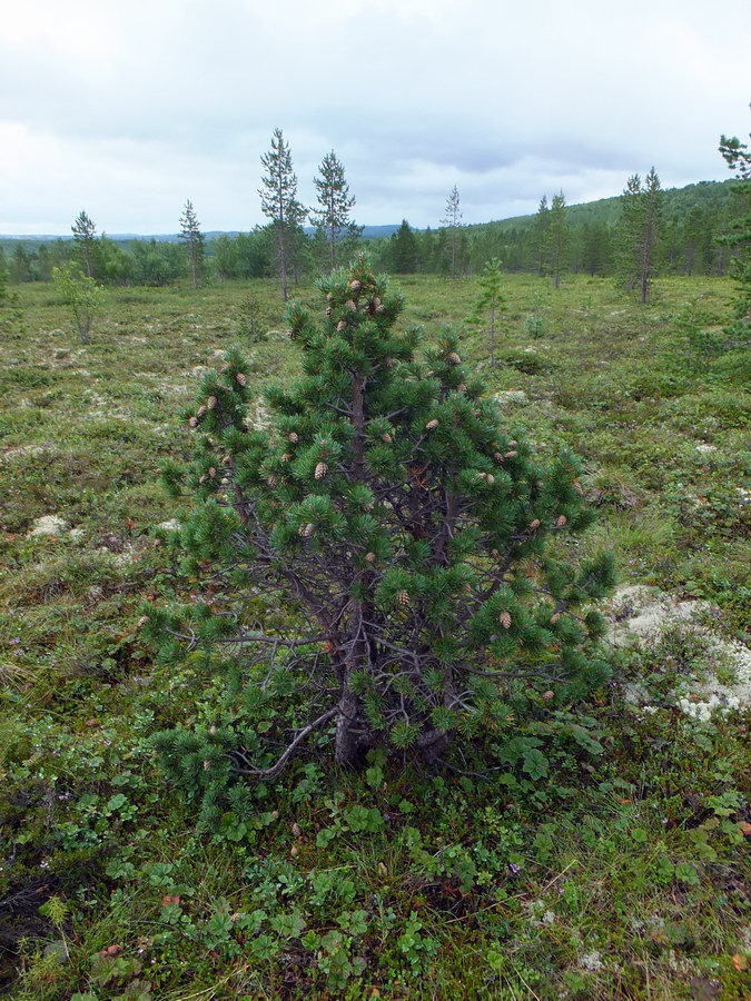 Image of Pinus friesiana specimen.