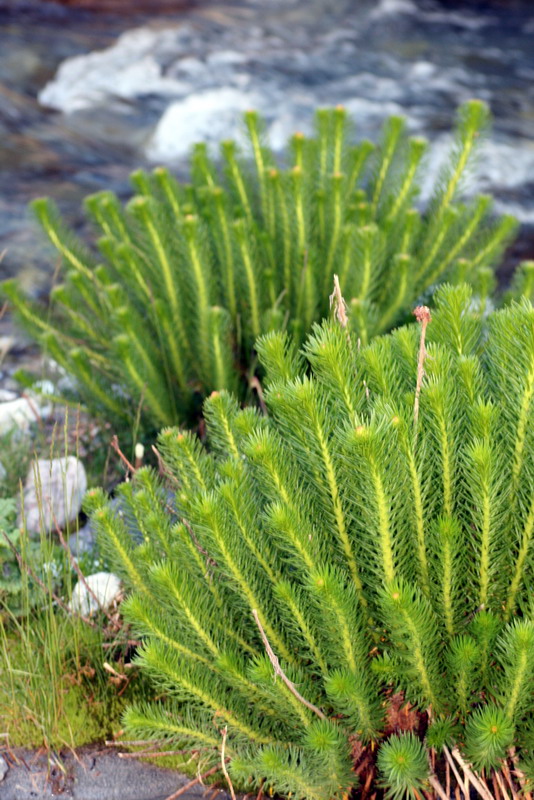 Image of Clementsia semenovii specimen.