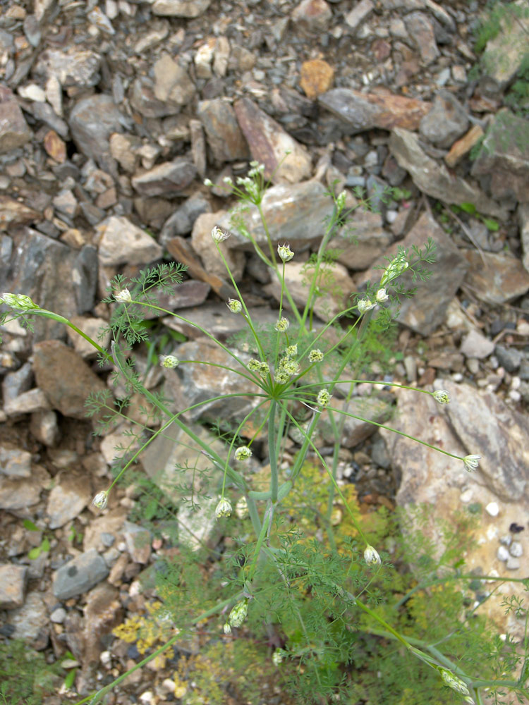 Изображение особи семейство Apiaceae.