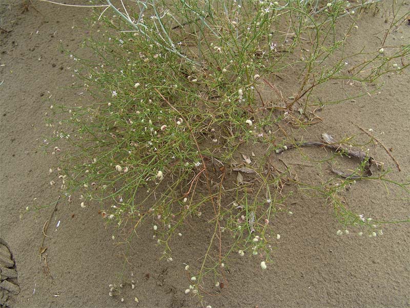 Image of Asperula diminuta specimen.