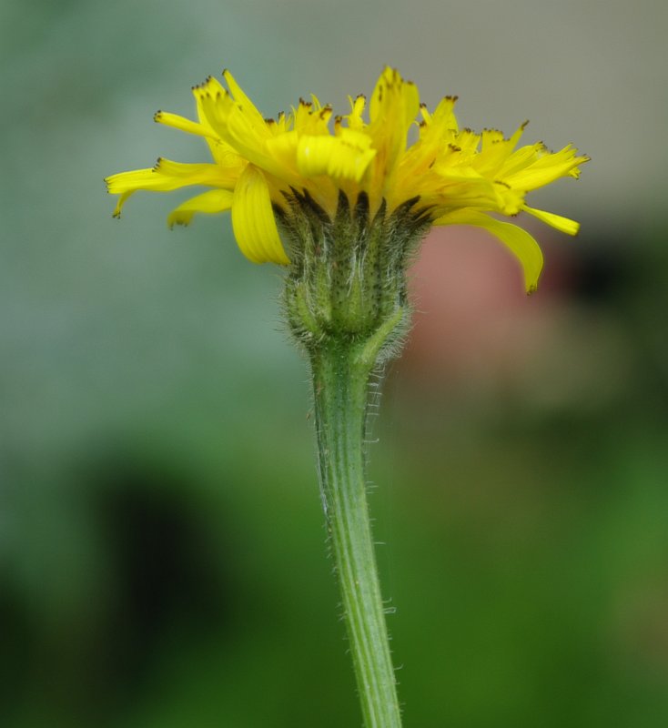 Image of Leontodon caucasicus specimen.