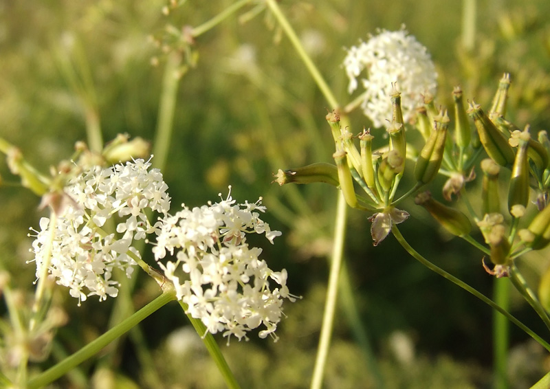 Изображение особи Anthriscus sylvestris.