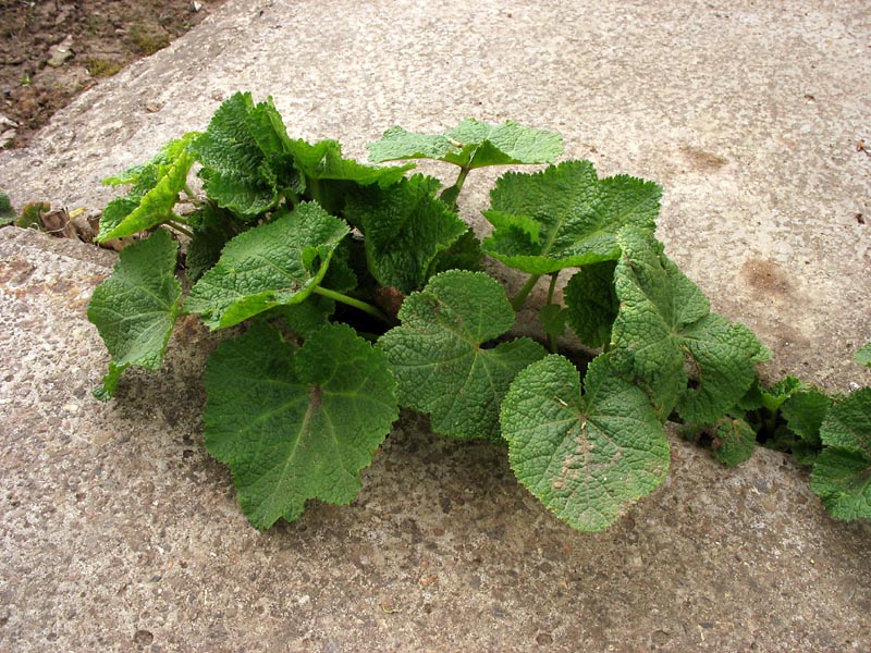 Image of Alcea rosea specimen.