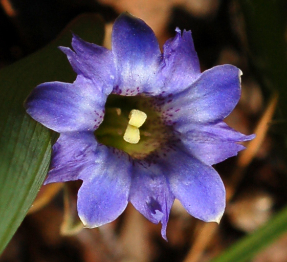 Image of Gentiana zollingeri specimen.