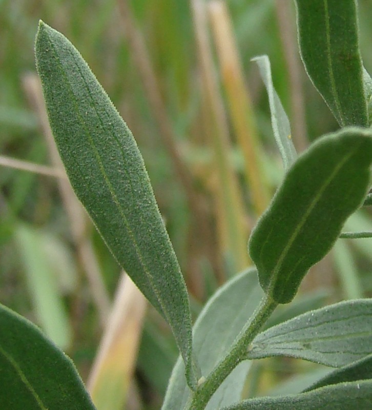 Image of Galatella dracunculoides specimen.