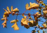 genus Crataegus