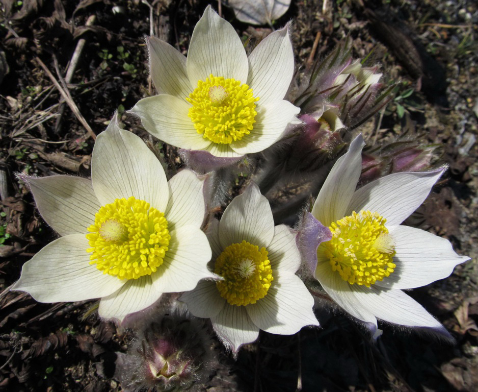 Image of Pulsatilla patens specimen.