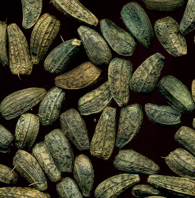 Image of Arctium tomentosum specimen.