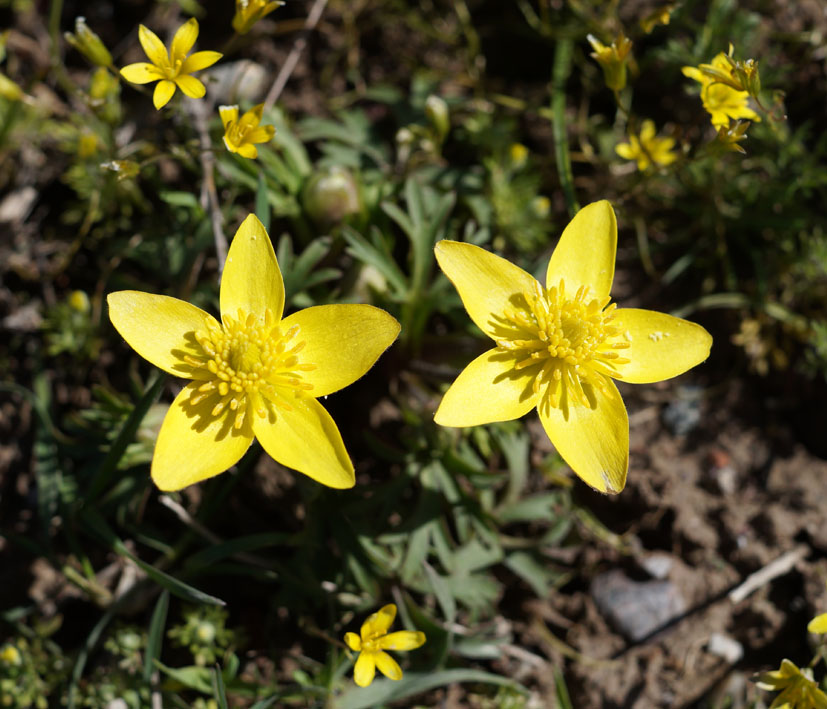 Image of Anemone gortschakowii specimen.