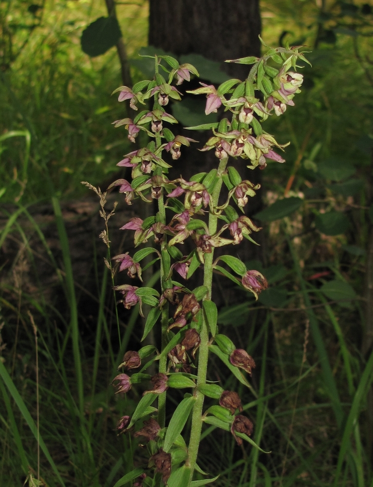 Image of Epipactis helleborine specimen.