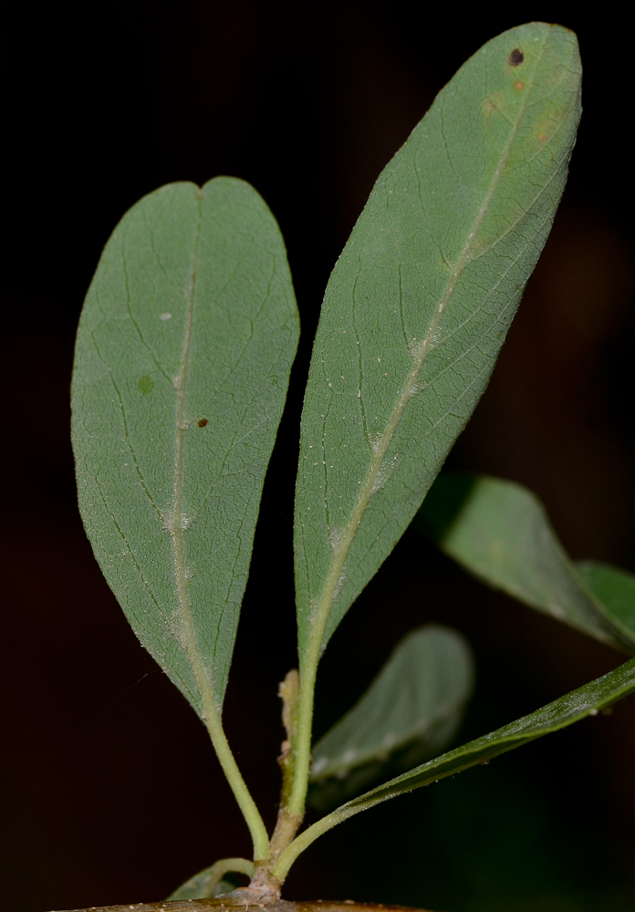 Image of Cordia sinensis specimen.